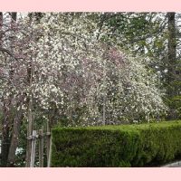 三崎公園　梅の花