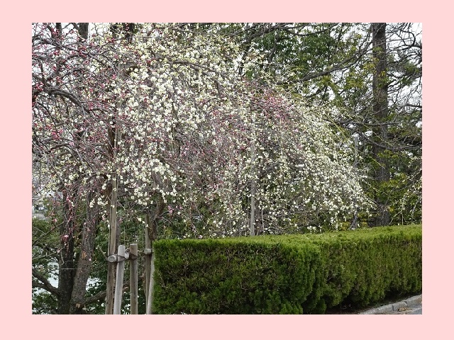 豊明市　三崎水辺公園　梅の花