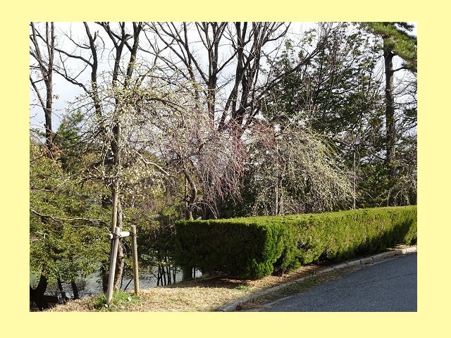 豊明市 三崎水辺公園の梅