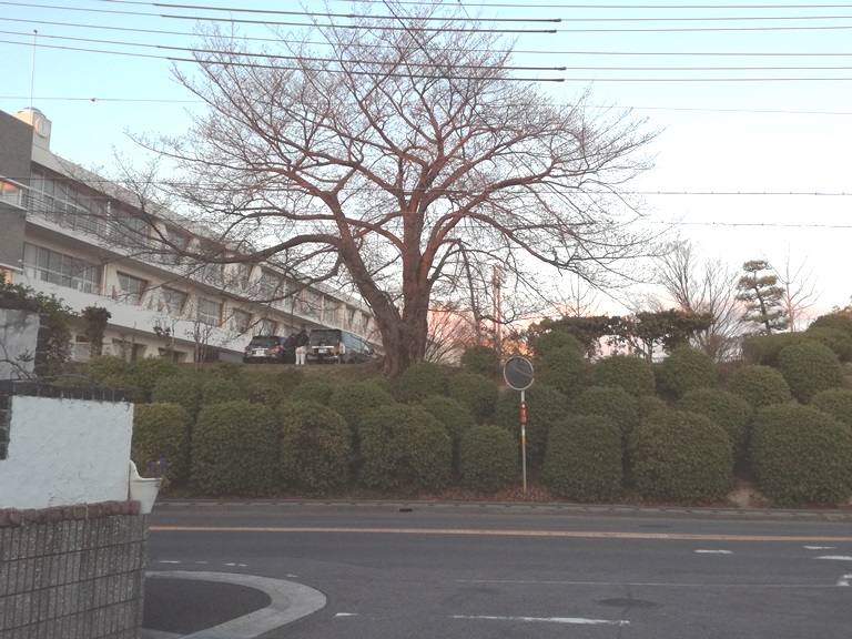 豊明中学校桜（豊明市）