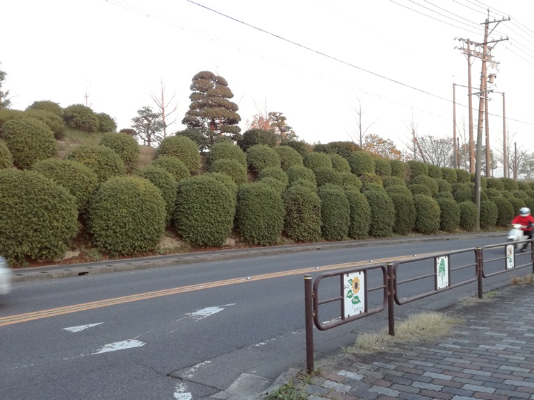 豊明中学校　ツツジ（愛知県）