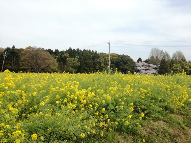 豊明市沓掛町　菜の花畑２