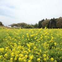 豊明市沓掛町の菜の花畑１