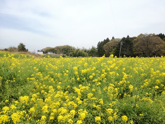 豊明市沓掛町の菜の花畑１