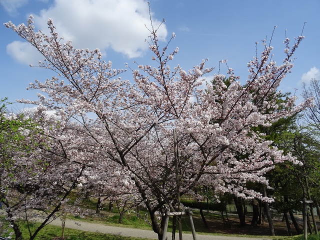 豊明市の三崎水辺公園　桜