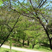 三崎公園の若葉