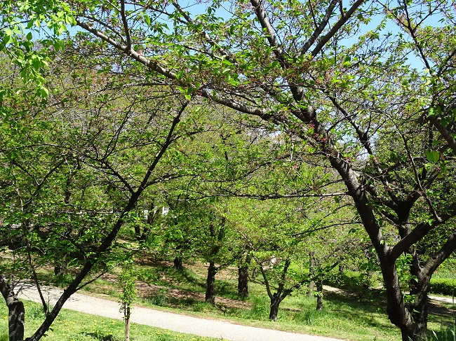 三崎公園の若葉（豊明市）