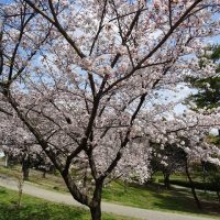 三崎公園　桜