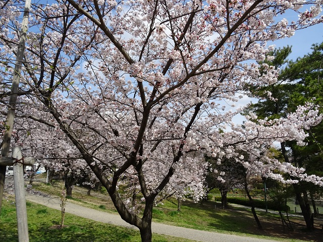 豊明市三崎水辺公園　桜