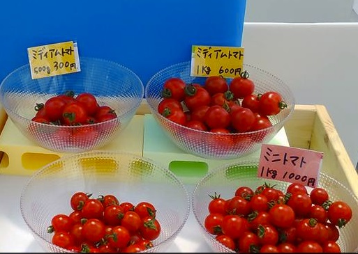 豊明市沓掛町 いしかわ菜園のミニトマト