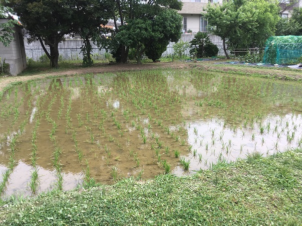 大宮農園　田んぼ（豊明市）