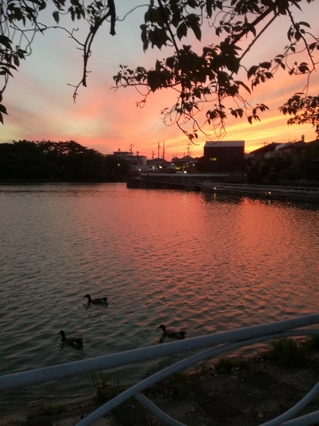 豊明市三崎町 三崎水辺公園の夕焼け