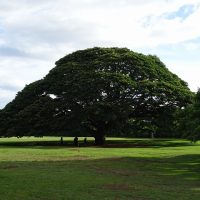 日立の木この～木何の木