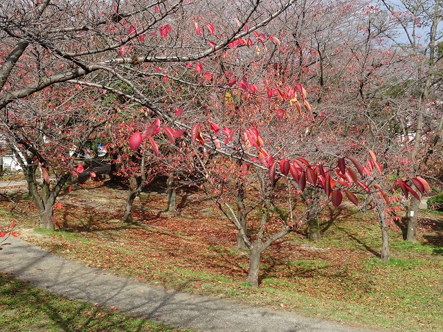 三崎公園　紅葉（豊明市・三崎水辺公園）