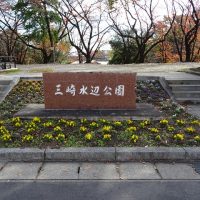 三崎公園　花壇　ビオラ