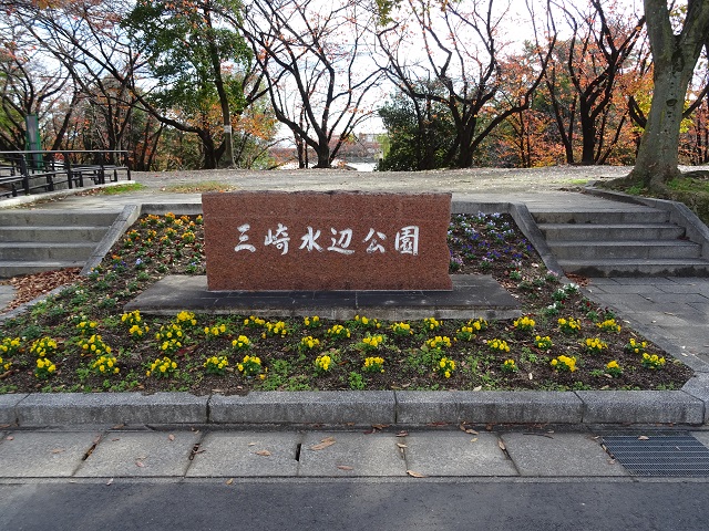 三崎公園　花壇　ビオラ（豊明市三崎町）