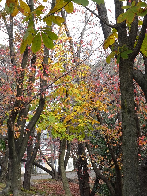 三崎公園　紅葉（豊明市・三崎水辺公園）