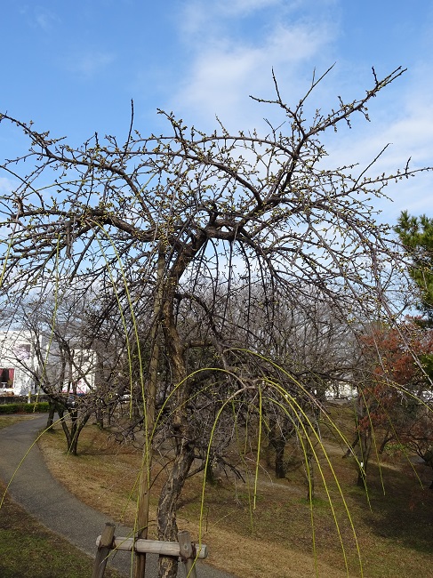 三崎公園　梅（豊明市）