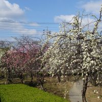 三崎公園の梅