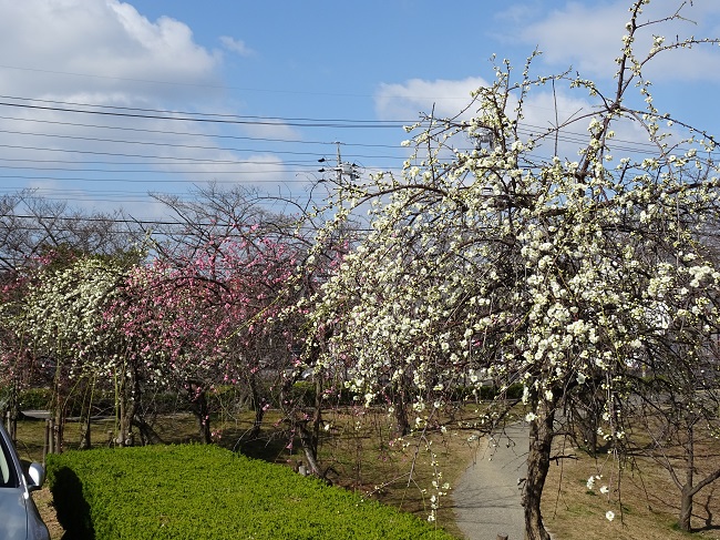 三崎水辺公園の梅（豊明市）