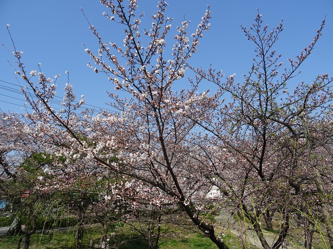 三崎公園の桜　５分咲き（豊明市 三崎水辺公園）