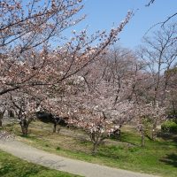 三崎公園の桜