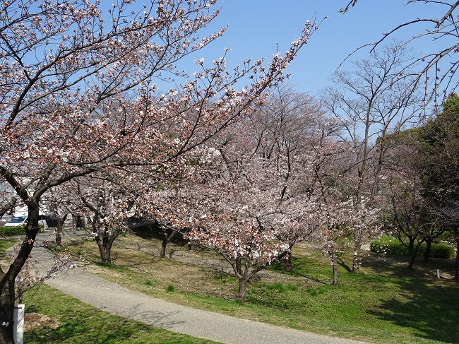 三崎公園の桜（豊明市 三崎水辺公園）