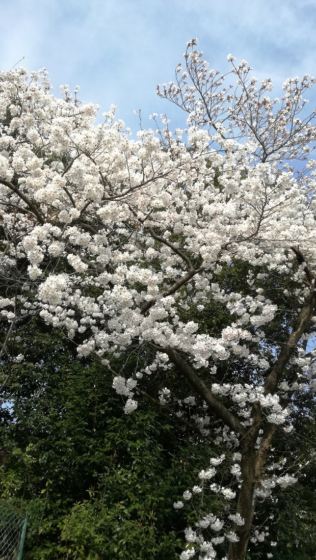 豊明市の桜　高鴨神社２
