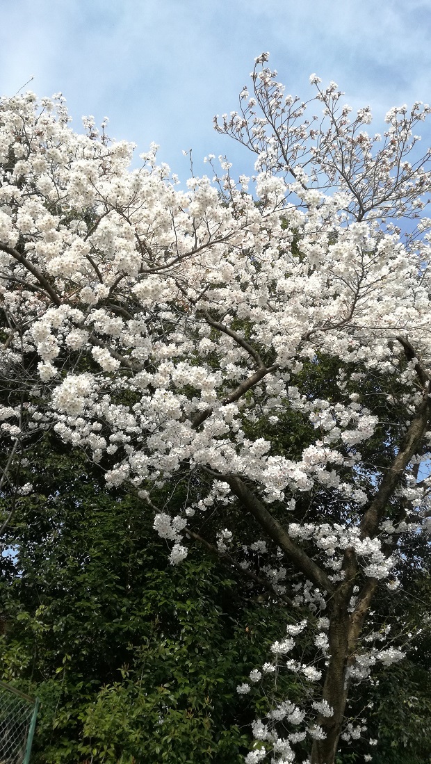 豊明市の桜　高鴨神社２