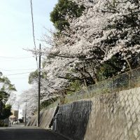 豊明市の桜　高鴨神社