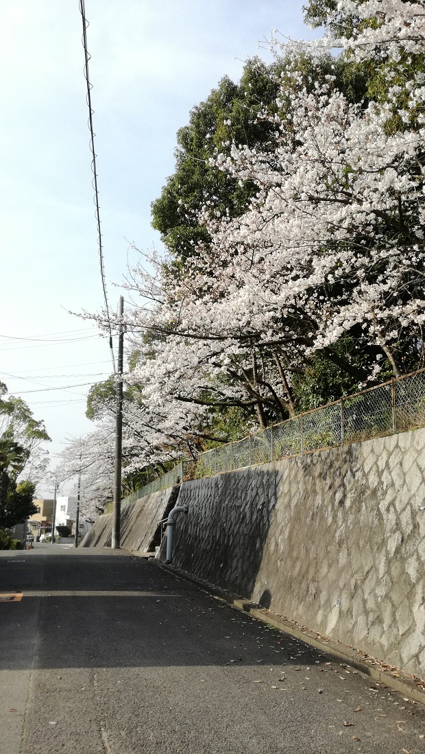 豊明市の桜　高鴨神社