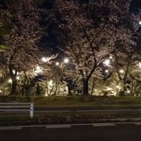 三崎公園　桜　ライトアップ