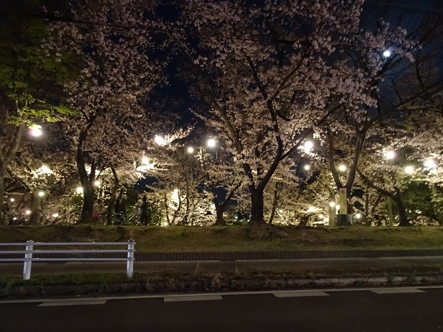 三崎公園　桜　ライトアップ