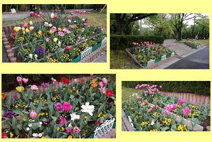 三崎公園の花壇