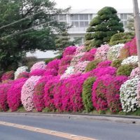 豊明中学校のつつじ