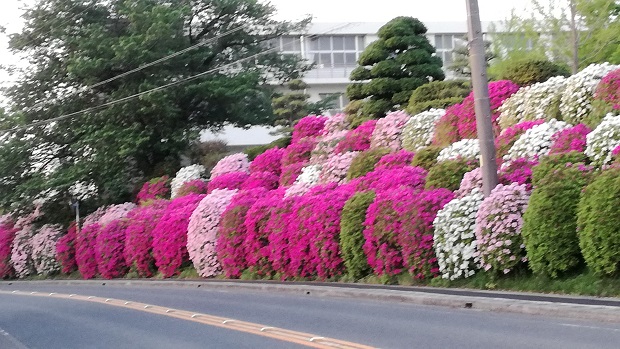 豊明中学校のつつじ