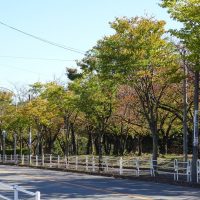 三崎水辺公園　紅葉