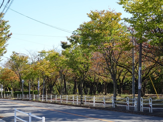 三崎水辺公園　紅葉