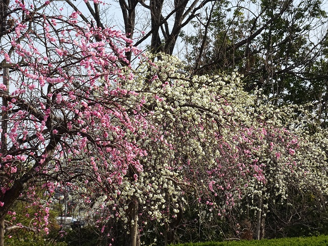 三崎公園の梅