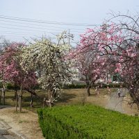 三崎公園の梅