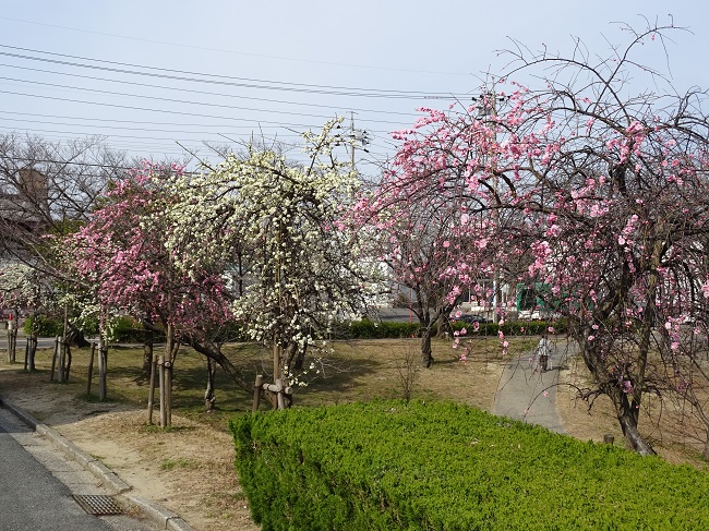 三崎公園の梅