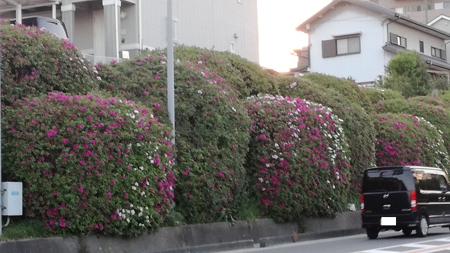 豊明市のつつじ