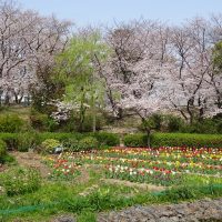 三崎公園チューリップ