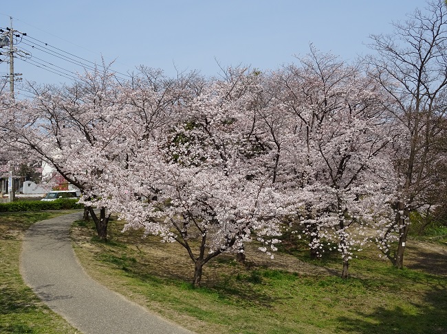三崎公園桜満開