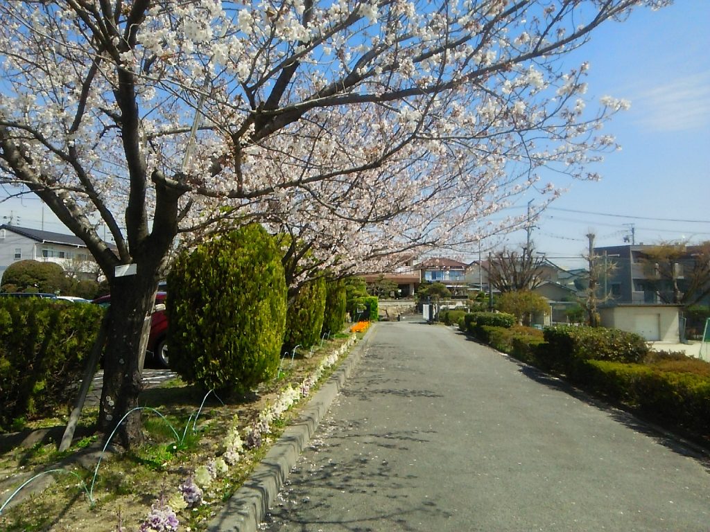 三崎小学校の桜