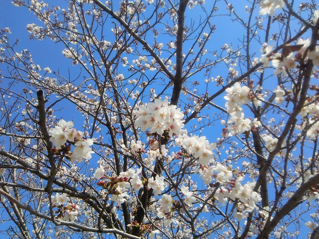 三崎小学校桜満開