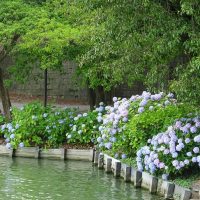 三崎公園のアジサイ