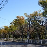 三崎公園　紅葉2019