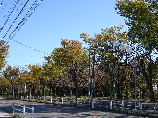 三崎公園　紅葉2019