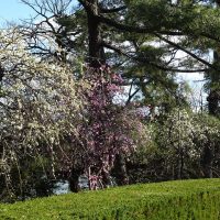 三崎公園の梅